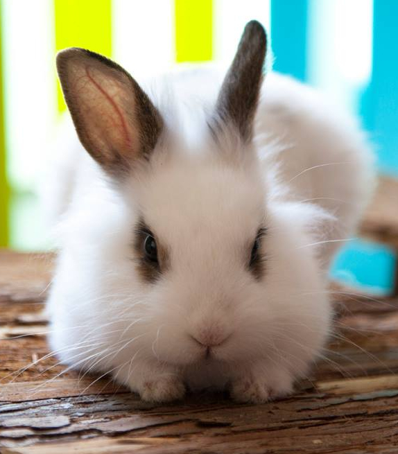 Красив бял декоративен заек с щерни уши